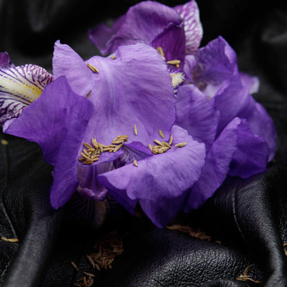 Une belle fleur d'iris violet est posée sur une veste en cuir avec quelques graines de cumin saupoudrés tout autour.